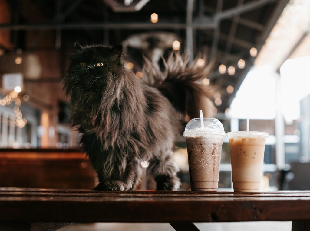 A cat walks on near iced-latte