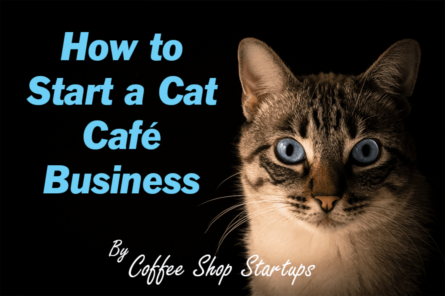 how-to-start-a-cat-cafe-coffee-shop-startups