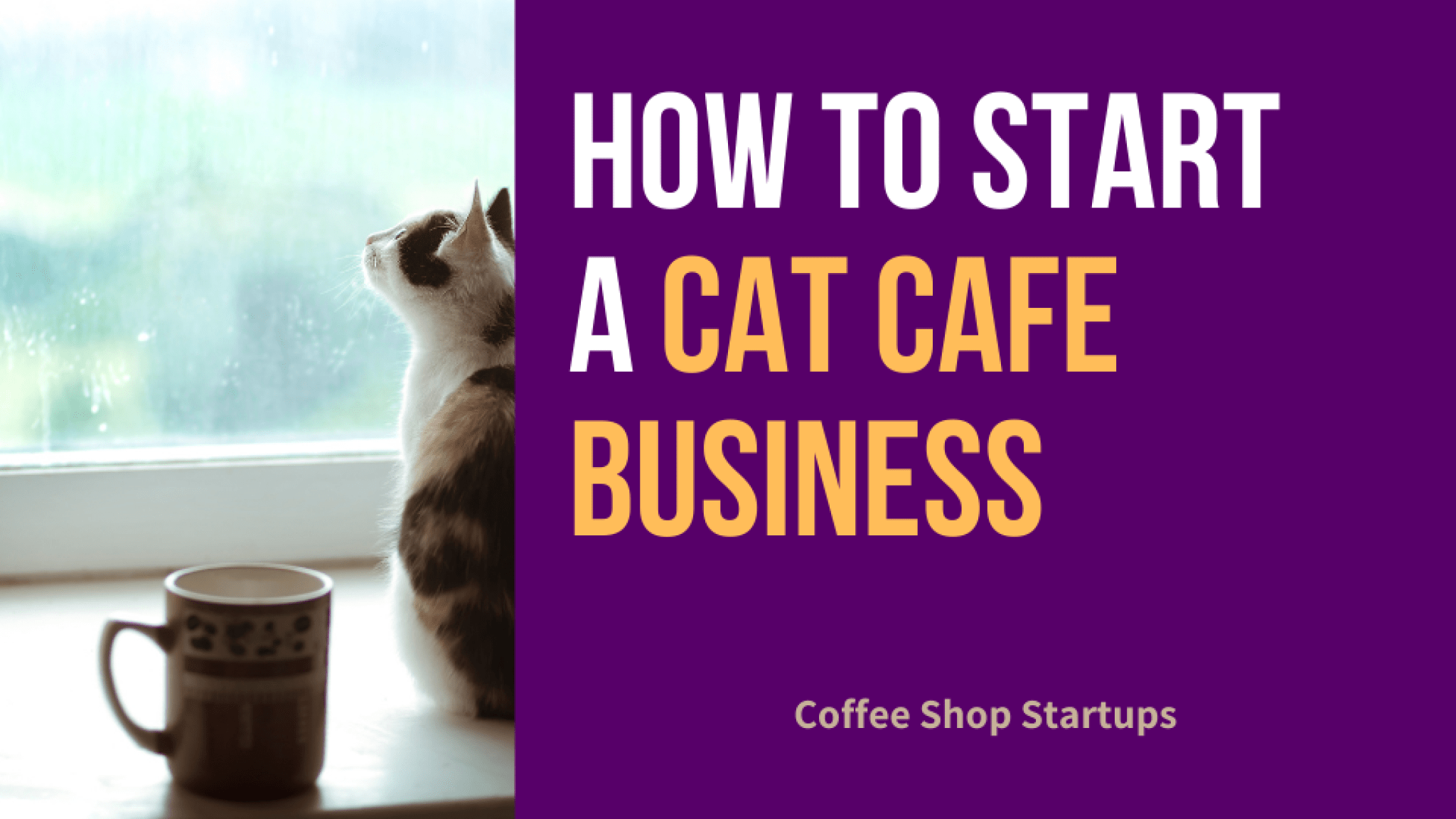 How To Start A Cat Cafe Coffee Shop Startups